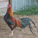 Wheaten Cubalaya Bantam