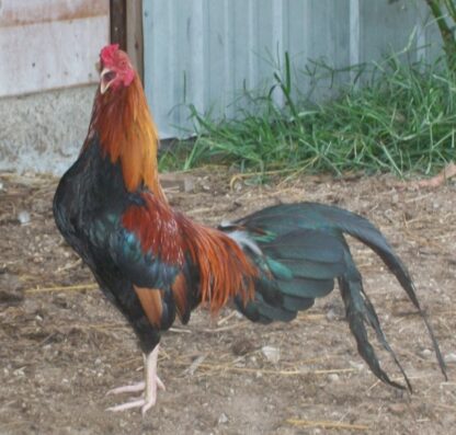 Wheaten Cubalaya Bantam