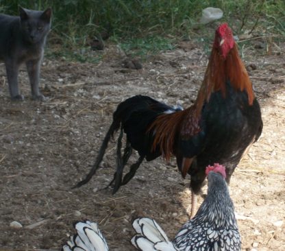 Black Breasted Red Cubalaya Bantam Chicken Rooster