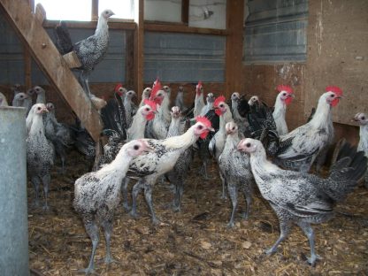 Young Egyptian Fayoumis Flock