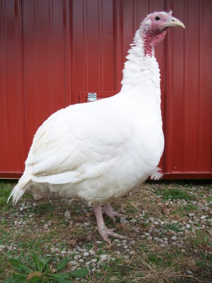 White Broad Breasted Turkeys