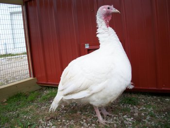 5 Month Old Broad Breasted White Turkey Hen