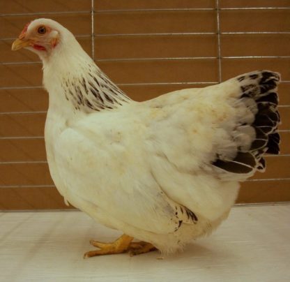 Columbian Bantam Pullet Chicken