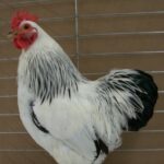 Columbian Rock Bantam Rooster Chicken