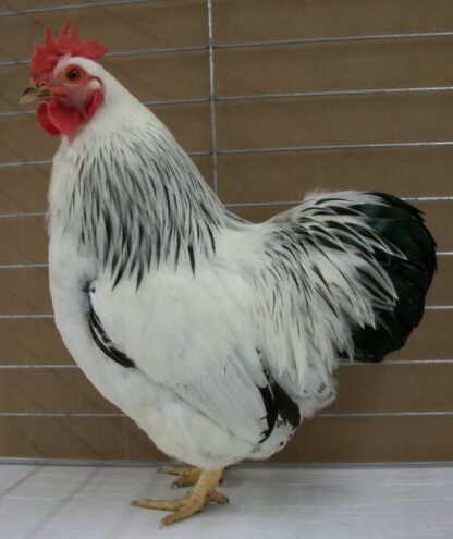 Columbian Rock Bantam Rooster Chicken