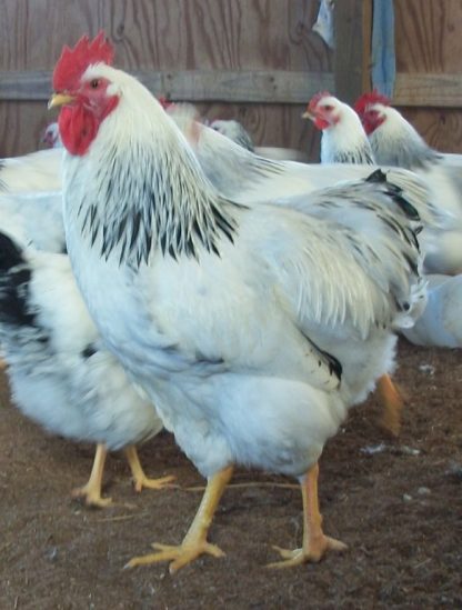Columbian Plymouth Rock Rooster Chicken Breed