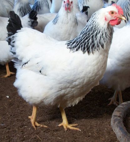 Columbian Plymouth Rock Pullet Chicken Breed