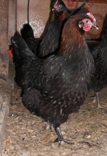 Black Copper Marans Pullet Chicken