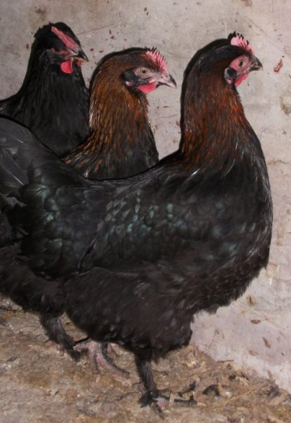 Black Copper Marans Pullets Chicken