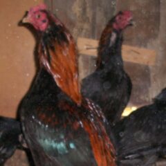 Dark Aseel (Asil) Rooster Chicken
