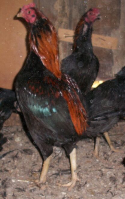 Dark Aseel (Asil) Rooster Chicken