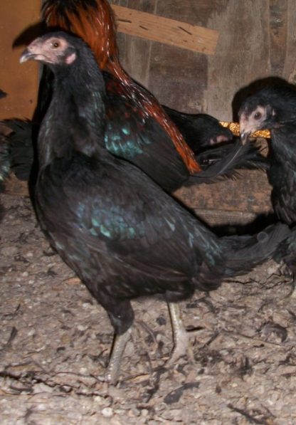 Dark Aseel (Asil) Pullet Chicken