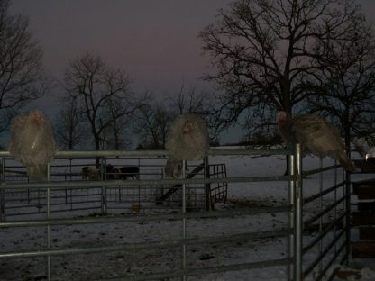 Thanks Cackle Hatchery®, our trio of Blue Slate Turkey like to roost outside with the cattle and horses. Ha
