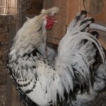 Silver Spangled Appenzeller Spitzhauben Rooster Chicken