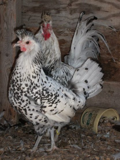 Silver Spangled Appenzeller Spitzhauben Chicken Breed