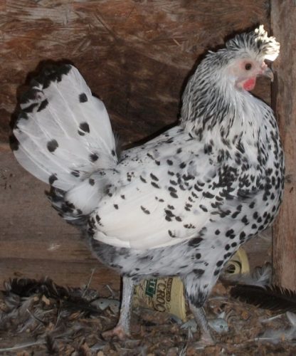 Silver Spangled Appenzeller Spitzhauben Hen Chicken