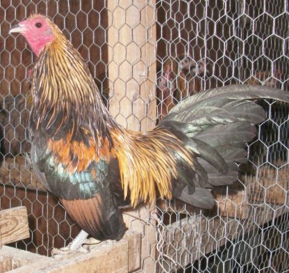 Brassy Back Old English Game Bantam Chicken Rooster