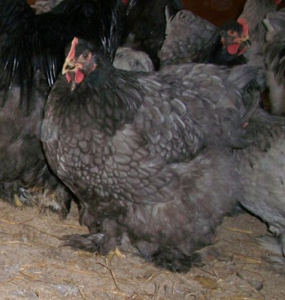 Blue Cochin Hen Standard Chicken