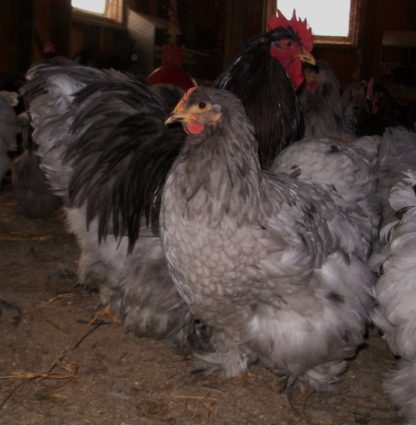 Blue Cochin Hen and Rooster Standard Chicken