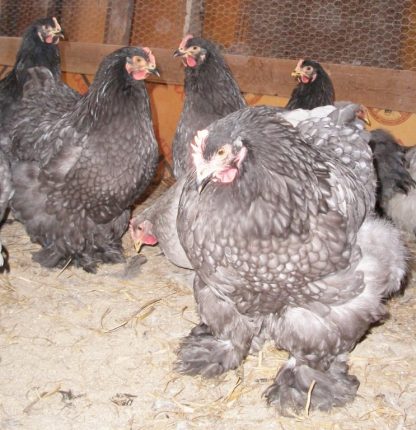 Blue Cochin Standard Chickens