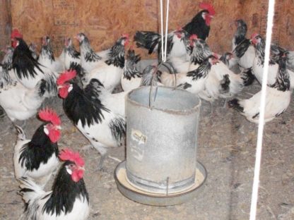 Flock of Lakenvelder Chickens