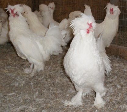 White Sultan Chicken