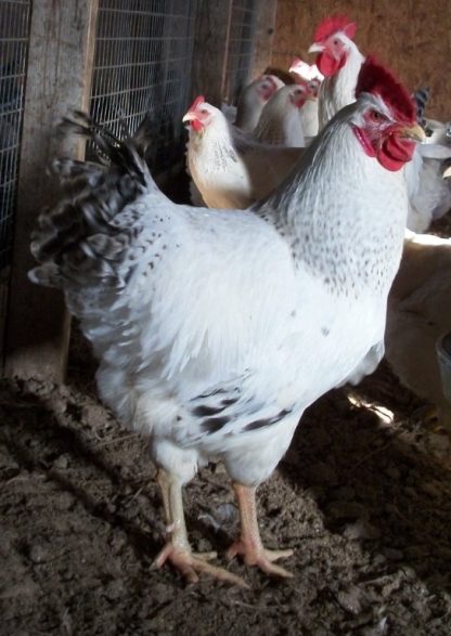 Delaware Rooster Chicken Breed