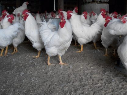 White Plymouth Rock chickens