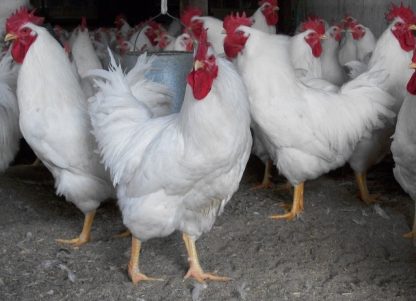 Flock of White Plymouth Rock Chickens