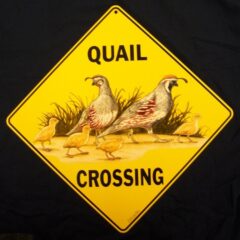 Quail Crossing Sign NEW 12X12 Metal Bird California Gambel's