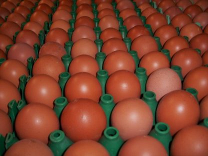 Cuckoo Marans Eggs