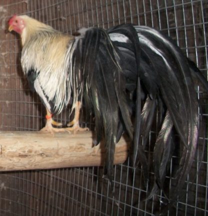 Silver Duckwing Yokohama Rooster Chicken