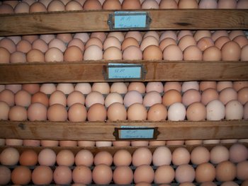 Rhode Island Red CHicken Eggs