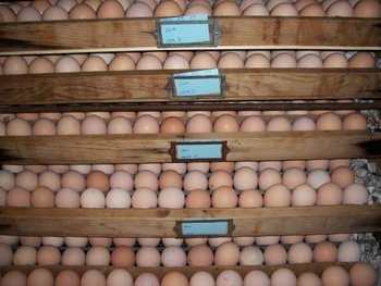 Dominique Eggs