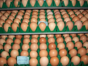 Rhode Island White Eggs