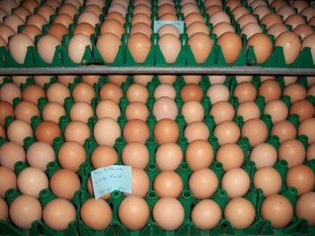 White Plymouth Rock Eggs