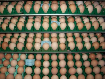 Buff Orpington Eggs