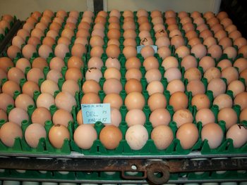 Delaware Eggs