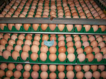 Production Red Chicken Eggs