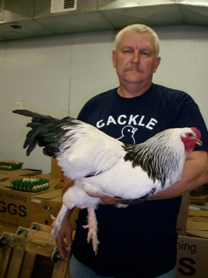 Cackle hatchery Light Brahma cockerel (7 month old)