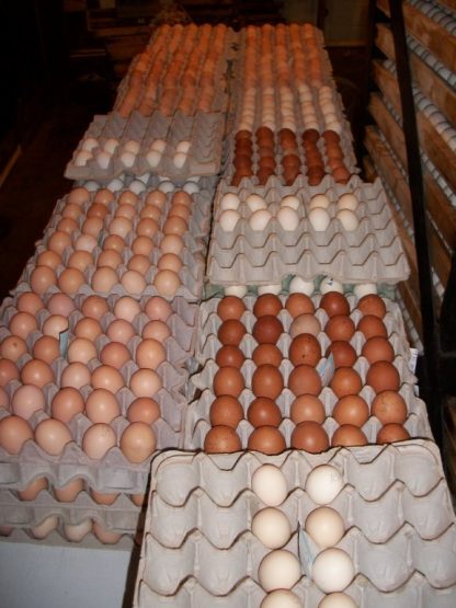 See the Marans dark brown egg color next to other brown egg layers.