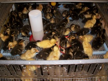 Poultry Brooder