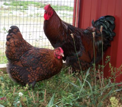 Black Laced Red Wyandotte Chicken Rooster and Hen