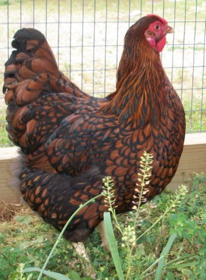 Black Laced Red Wyandotte Chicken