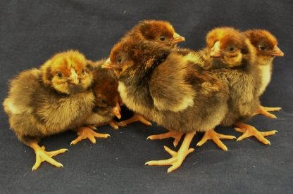 Group of Day Old Black Laced Red Wyandotte Chicks