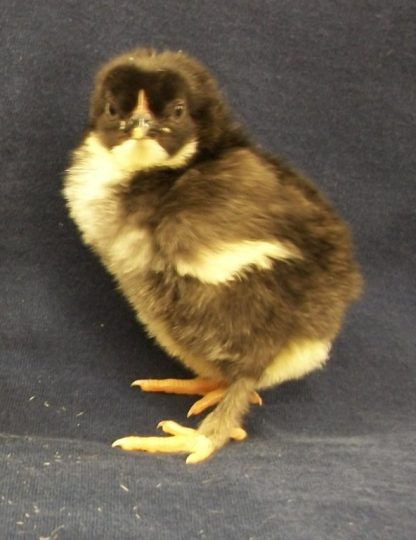 Day old Black Marans chick
