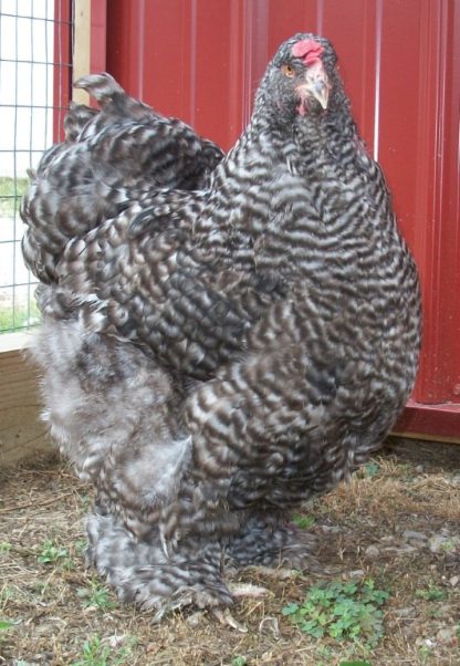 Barred Cochin Standard Chicken | Cackle Hatchery®