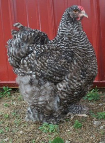 Barred Cochin Standard Chicken