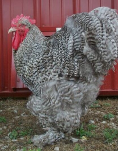 Barred Cochin Standard Chicken