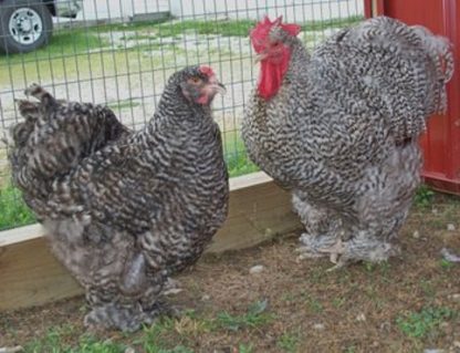 Barred Cochin Standard Chickens